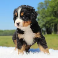 Teddy - AKC, a male Bernese Mountain Dog for sale in Federalsburg, MD – 3 of 3
