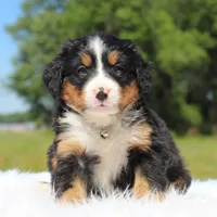 Honey - AKC, a female Bernese Mountain Dog for sale in Federalsburg, MD – 3 of 3