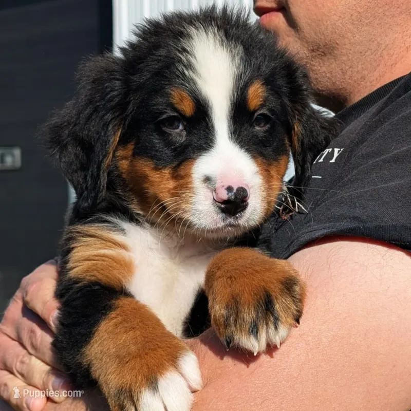 Barkley - AKC – Bernese Mountain Dog puppy for sale in Federalsburg, MD