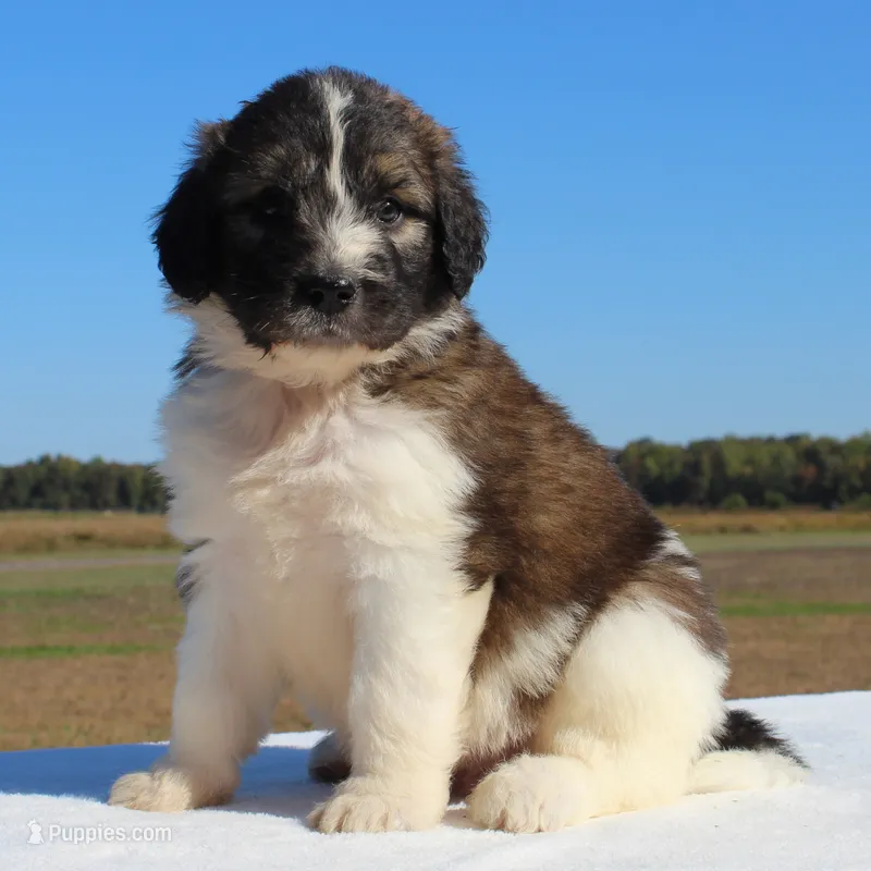Sprout – Saint Berdoodle puppy for sale in Federalsburg, MD