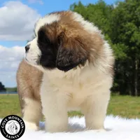 Dawn, a female Saint Bernard for sale in Federalsburg, MD – 3 of 7