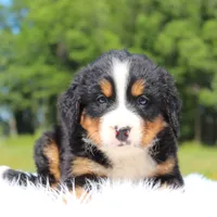 Teddy - AKC, a male Bernese Mountain Dog for sale in Federalsburg, MD – 2 of 3