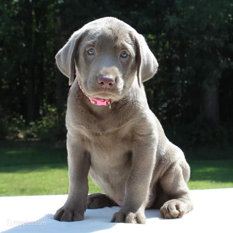Tabitha – Labrador Retriever puppy for sale in Denton, MD