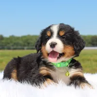 Ivy - AKC, a female Bernese Mountain Dog for sale in Federalsburg, MD – 2 of 3