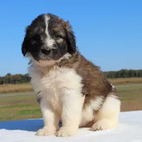 Sprout, a male Saint Berdoodle for sale in Federalsburg, MD – 2 of 4