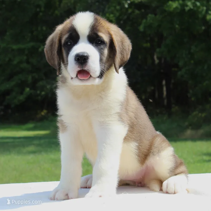 Minnie - AKC – Saint Bernard puppy for sale in Federalsburg, MD