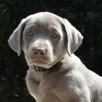 Tessa, a female Labrador Retriever for sale in Denton, MD – 2 of 4