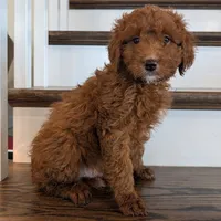 Jasper (Mini), a male Irish Doodle for sale in Federalsburg, MD – Photo 2 of 4