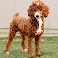 Jasper (Mini), a male Irish Doodle for sale in Federalsburg, MD – Photo 4 of 4