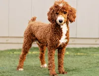 Jasper (Mini), a male Irish Doodle for sale in Federalsburg, MD – Photo 4 of 4