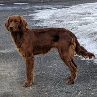 Jasper (Mini), a male Irish Doodle for sale in Federalsburg, MD – Photo 3 of 4