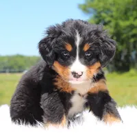 Summer - AKC, a female Bernese Mountain Dog for sale in Federalsburg, MD – 2 of 2