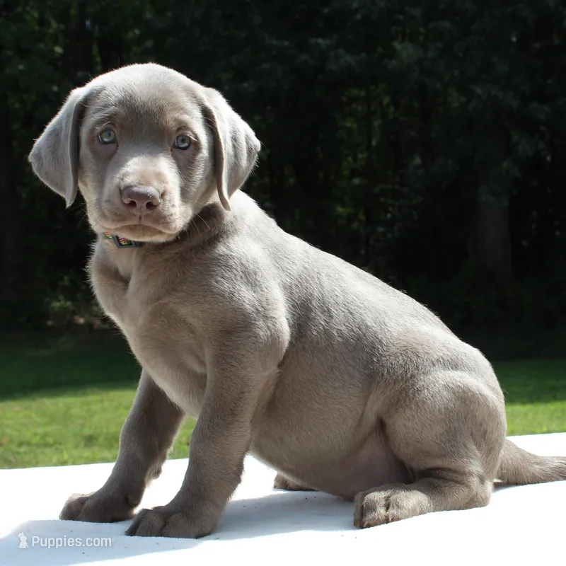 Tessa – Labrador Retriever puppy for sale in Denton, MD