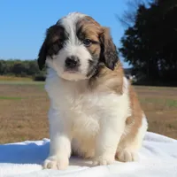 Rusty, a male Saint Berdoodle for sale in Federalsburg, MD – 2 of 4