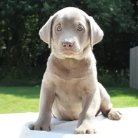 Tootsie, a female Labrador Retriever for sale in Denton, MD – 3 of 4