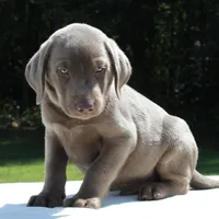 Tigger, a male Labrador Retriever for sale in Denton, MD – 3 of 4