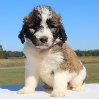 Blessing, a female Saint Berdoodle for sale in Federalsburg, MD – 2 of 4