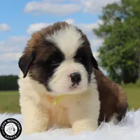 Dawn, a female Saint Bernard for sale in Federalsburg, MD – 7 of 7
