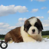Dawn, a female Saint Bernard for sale in Federalsburg, MD – 5 of 7