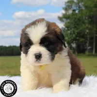 Dawn, a female Saint Bernard for sale in Federalsburg, MD – 6 of 7