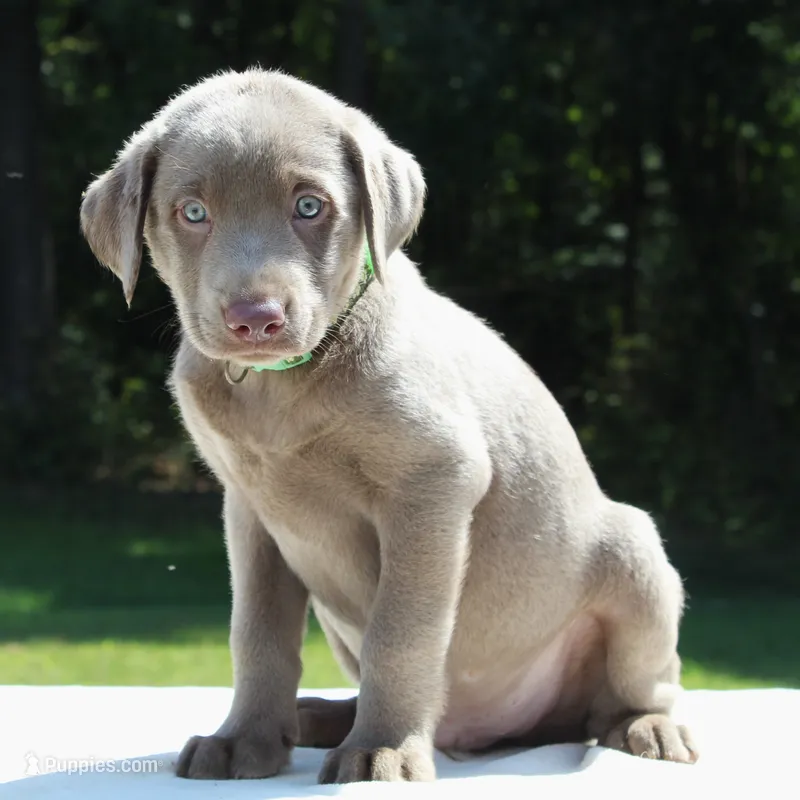 Toby – Labrador Retriever puppy for sale in Denton, MD