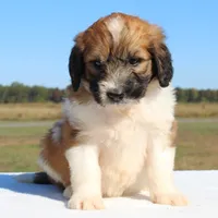 Copper, a male Saint Berdoodle for sale in Federalsburg, MD – 2 of 3