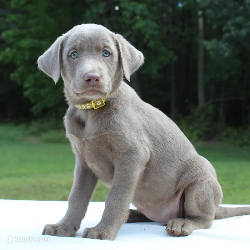 Tabby – Labrador Retriever puppy for sale in Denton, MD