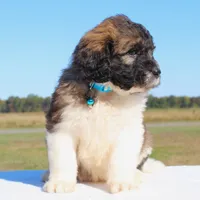Pinecone, a male Saint Berdoodle for sale in Federalsburg, MD – 3 of 4
