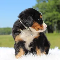 Honey - AKC, a female Bernese Mountain Dog for sale in Federalsburg, MD – 2 of 3