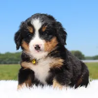 Sunshine - AKC, a female Bernese Mountain Dog for sale in Federalsburg, MD – 1 of 2