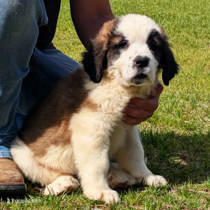 Daisy – Saint Bernard puppy for sale in Federalsburg, MD