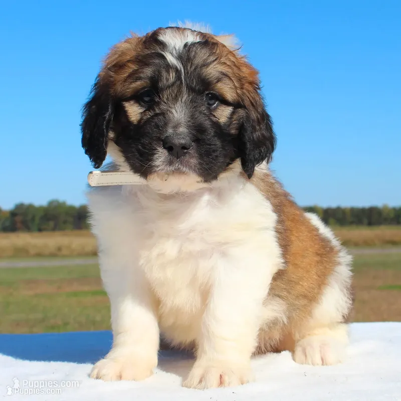 Pumpkin – Saint Berdoodle puppy for sale in Federalsburg, MD