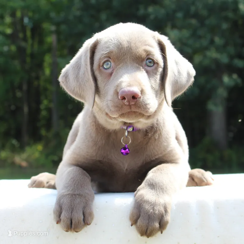Tasha – Labrador Retriever puppy for sale in Denton, MD