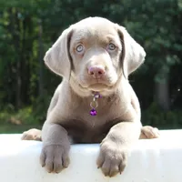 Tasha, a female Labrador Retriever for sale in Denton, MD – 1 of 4