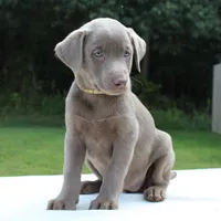 Tabby, a female Labrador Retriever for sale in Denton, MD – 2 of 4