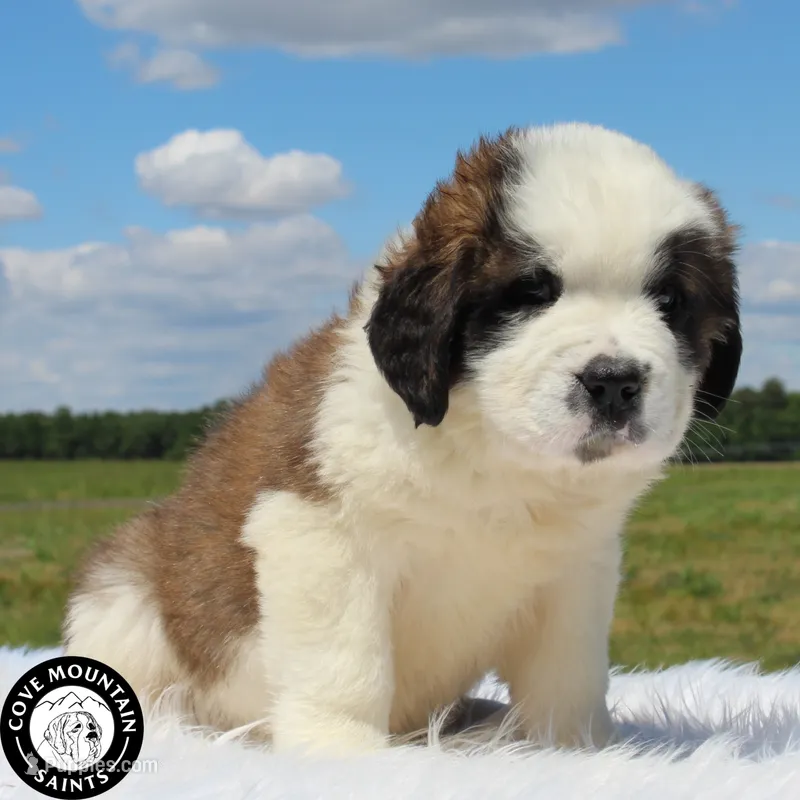 Daisy – Saint Bernard puppy for sale in Federalsburg, MD
