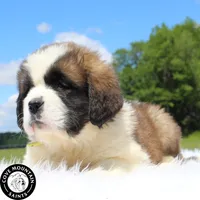 Dawn, a female Saint Bernard for sale in Federalsburg, MD – 4 of 7