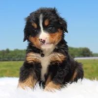 Arlo - AKC, a male Bernese Mountain Dog for sale in Federalsburg, MD – 3 of 3
