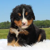 Arlo - AKC, a male Bernese Mountain Dog for sale in Federalsburg, MD – 1 of 3