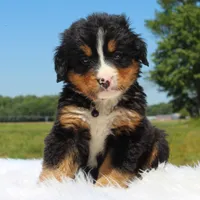 Arlo - AKC, a male Bernese Mountain Dog for sale in Federalsburg, MD – 2 of 3