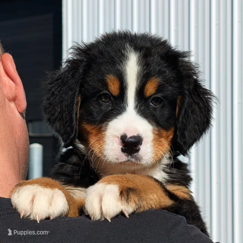 Teddy - AKC – Bernese Mountain Dog puppy on hold in Federalsburg, MD