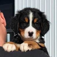 Teddy - AKC, a male Bernese Mountain Dog for sale in Federalsburg, MD – 1 of 4