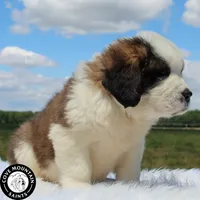 Daisy, a female Saint Bernard for sale in Federalsburg, MD – 3 of 4