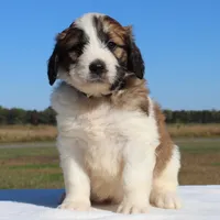 Rusty, a male Saint Berdoodle for sale in Federalsburg, MD – 3 of 4