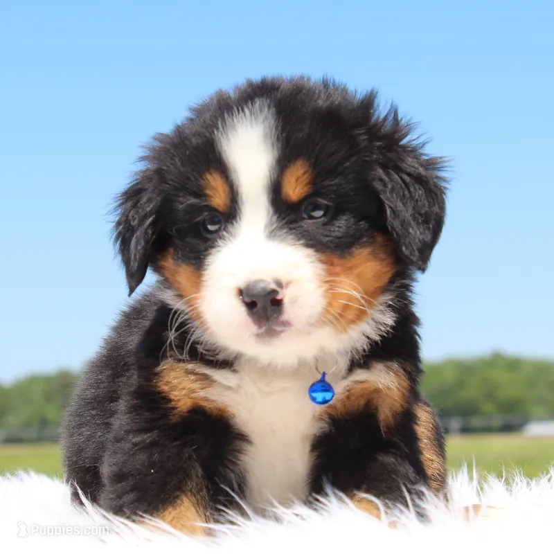 Odin - AKC – Bernese Mountain Dog puppy for sale in Federalsburg, MD
