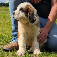 Breeze, a female Saint Bernard for sale in Federalsburg, MD – 4 of 7