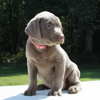 Tabitha, a female Labrador Retriever for sale in Denton, MD – 2 of 4