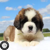 Dawn, a female Saint Bernard for sale in Federalsburg, MD – 2 of 7