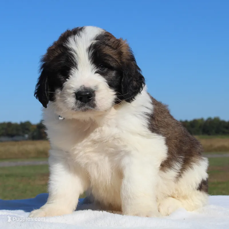 Tater – Saint Berdoodle puppy for sale in Federalsburg, MD