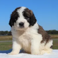Tater, a male Saint Berdoodle for sale in Federalsburg, MD – 1 of 4
